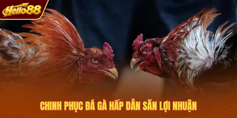 Chinh phục đá gà hấp dẫn săn lợi nhuận