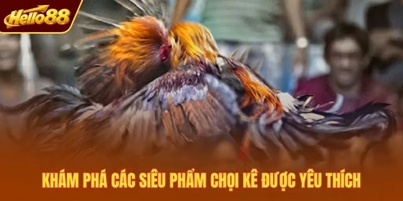 Khám phá các siêu phẩm chọi kê được yêu thích