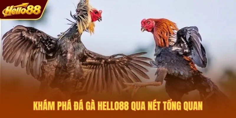 Khám phá đá gà Hello88 qua nét tổng quan