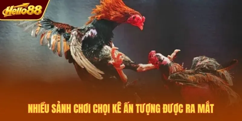 Nhiều sảnh chơi chọi kê ấn tượng được ra mắt